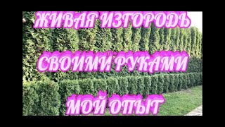 картинка: 🌲ЖИВАЯ ИЗГОРОДЬ из туи 🐝 Как сделать живую изгородь своими руками ✨Мой опыт ⭐️Подробный обзор