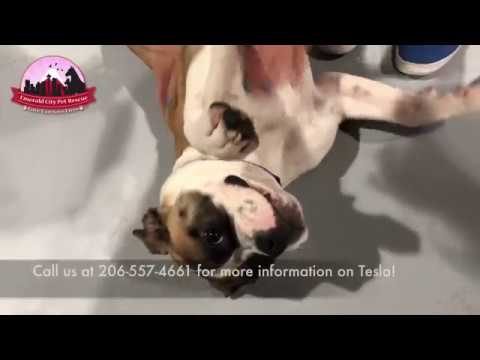 dog adoption mauritius Available for Adoption : Tesla
