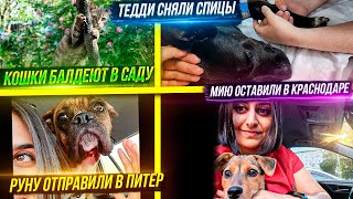 Едем в Краснодар. Руну отправили в Питер. Тедди и Мии сняли спицы. Кошки балдеют в природе.