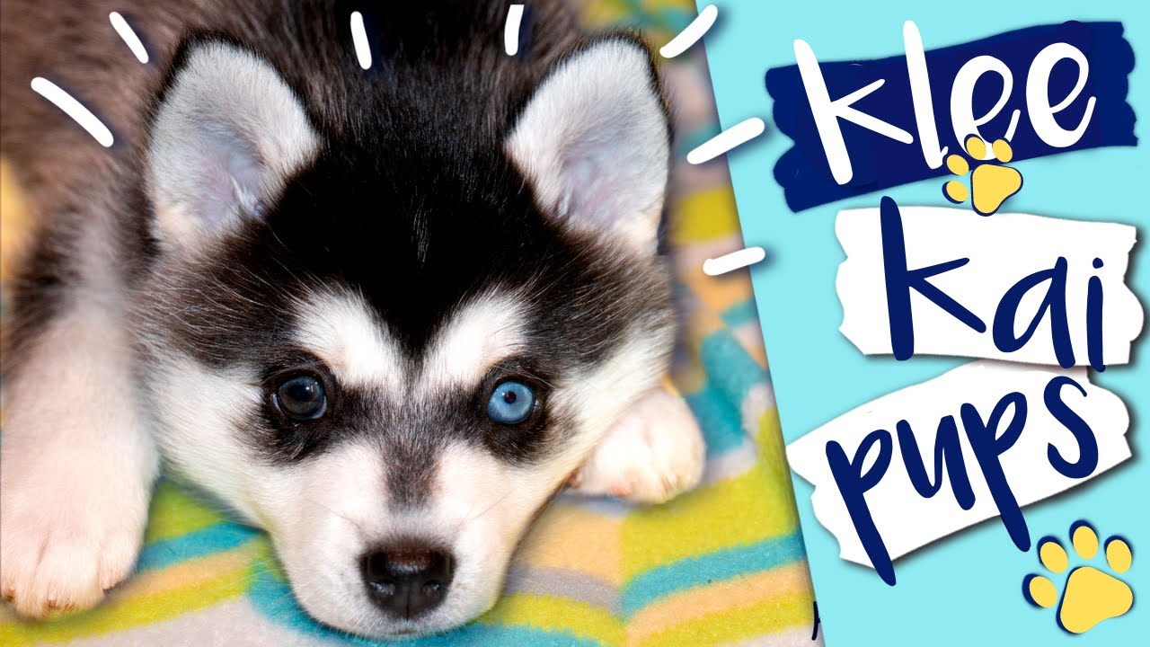 Why Klee Kai Puppies Are Amazing Companions - Miniature Huskies for Adoption