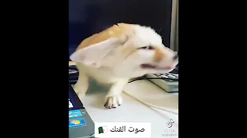 صوت الفنك الجزائري 
