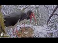 Ogres, LV, 2024_04_23  Black stork - The 4th egg in the snow of Urga and Ogris - brood change