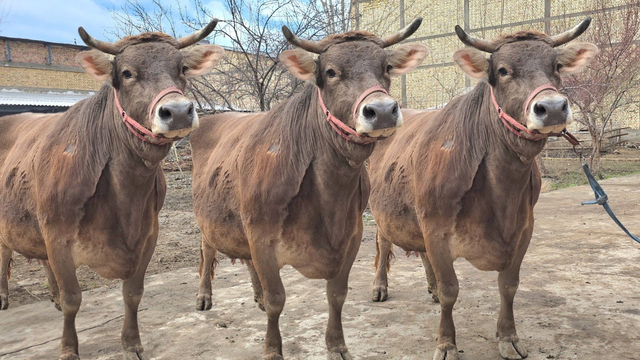 😱 Shvedlar Makoni ☎️ 88.165.27.00