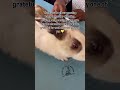 #unitedstates #animal #unitedkingdom #blackamericans #usa #newyorkcity #pets