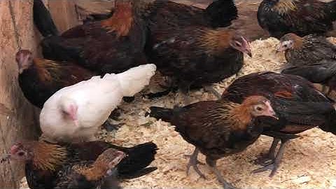 qaib qus red jungle fowl chicken qaib dib nraj pheasants