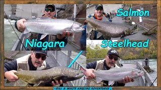 Lower Niagara Steelhead & Salmon 2021