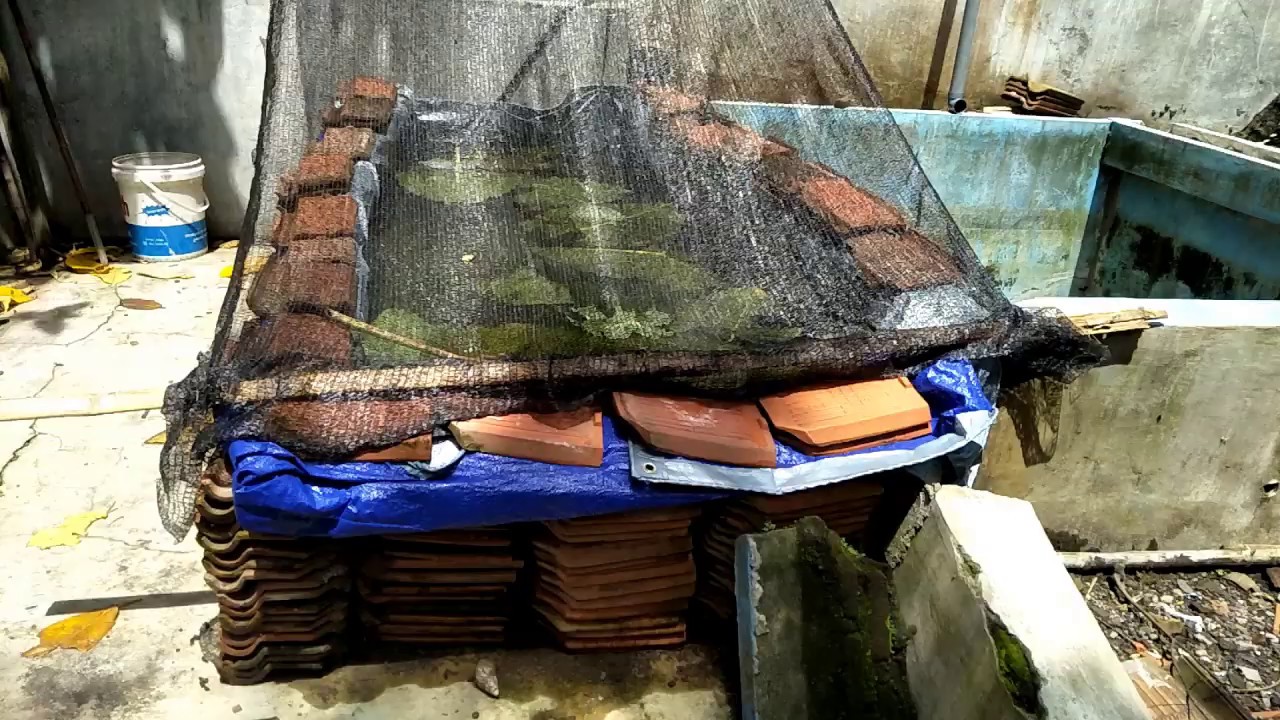 Cara mengawinkan ikan nila secara alami dalam kolam terpal 