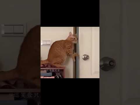 Cat Opens Door Like Tom And Jerry Funny Short Film Cat Shorts