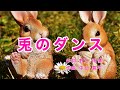 兎のダンス|歌詞付き|ソソラ ソラ ソラ 兎のダンス