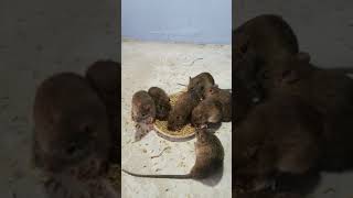 There is a tailless mouse | ASMR