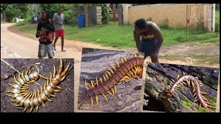 Centipedefort-I-Leg Real Lifeprank Must Watch