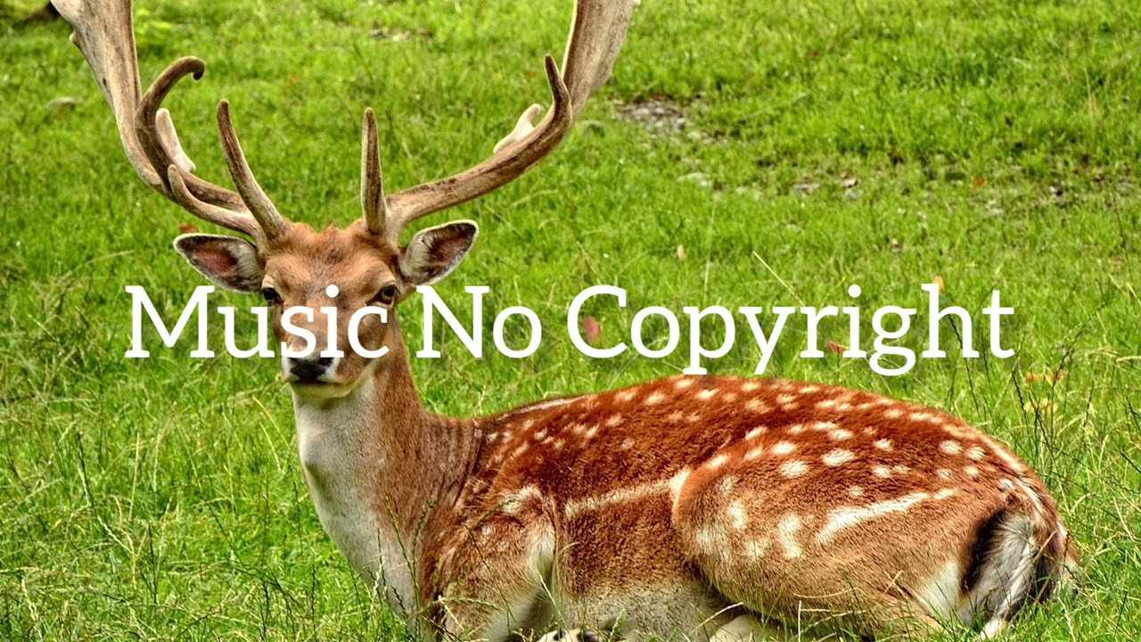 Forest animals Music No Copyright I Use this music for free your videos I free music 2022 I