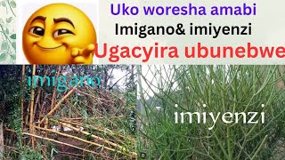 Umuti uvura ubunebwe.ubunebwe karande, ubunebwe bwo kutagira imbaraga,n'uburogano