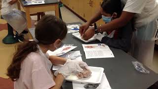Anatomy and Surgical Techniques: Sheep Brain Dissection