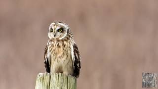 Short Eared Owl In Delta February 10 2020