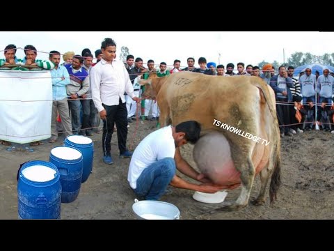 World Highest Milking Modern Jersey Cow Breed