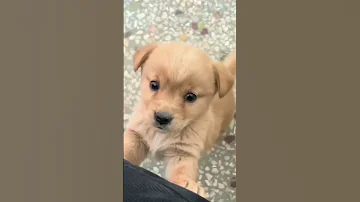 Baby Dog Cute Puppy Barking 4kviral Shorts 