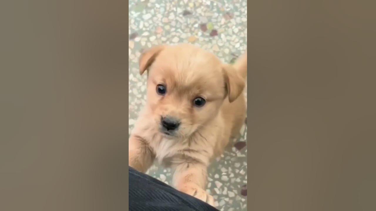 Baby dog#cute puppy barking#4kviral#shorts