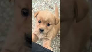 Baby dog#cute puppy barking#4kviral#shorts Resimi