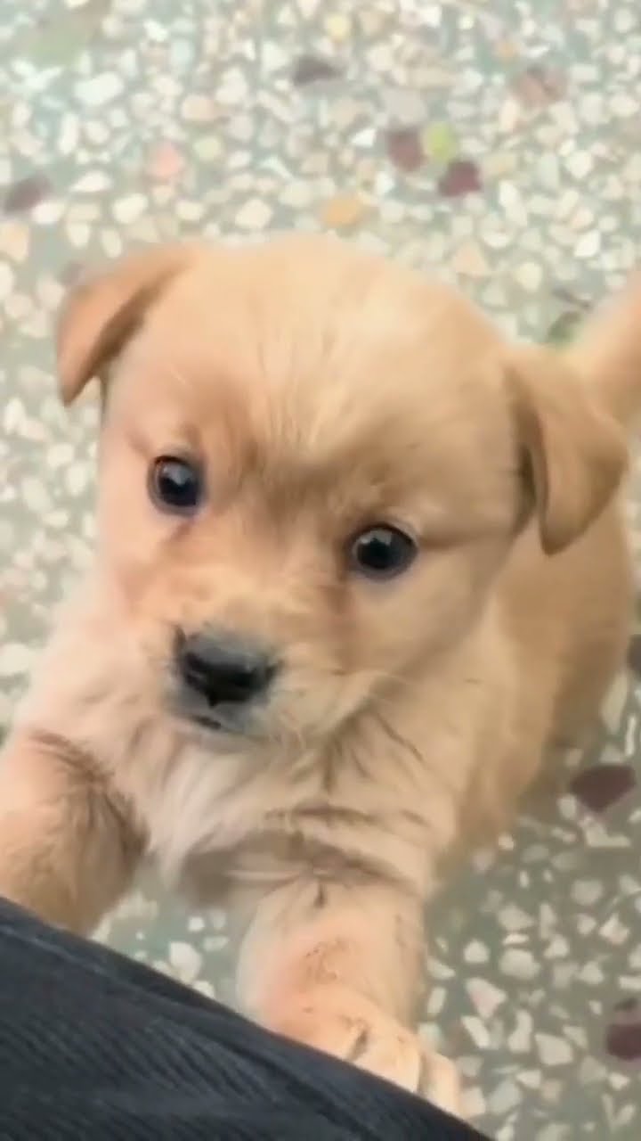 30 Minutes of the World's CUTEST Puppies! 🐶💕