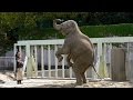 凄腕飼育員とアジアゾウ（東山動植物園2010）Elephant & zookeeper