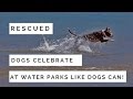 Caught On Camera!!! Rescue Dogs Celebrating At Water Parks - Hope For Dogs Like My DoDo