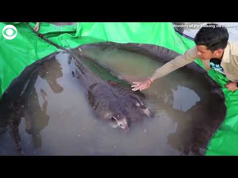 Stingray caught in Cambodia&#039;s Mekong River is &#039;biggest freshwater fish&#039; ever recorded