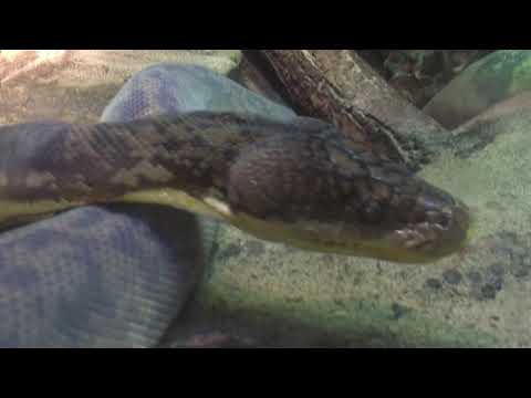 Timor python