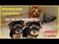 Наши маленькие хулиганы, Смешное видео / Our little bullies puppies, Funny video