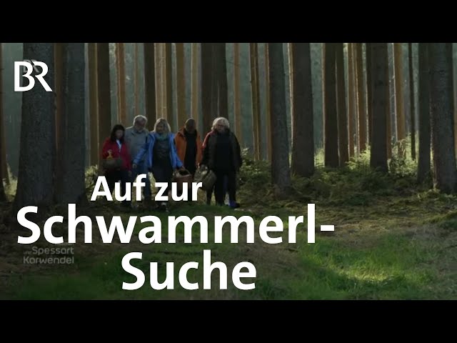 Pilz-Rezepte frisch aus dem Wald mit Paul Enghofer | Schwammerl | Zwischen Spessart & Karwendel | BR