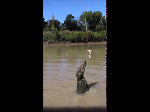 Jumping Crocodile Cruises - Adelaide River