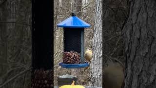 Carolina wren #shortvideo