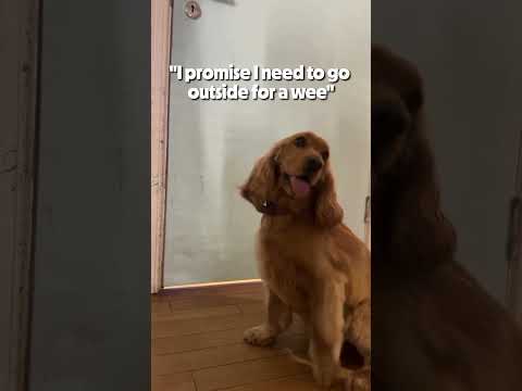 tails.com - Agata (Cocker Spaniel)