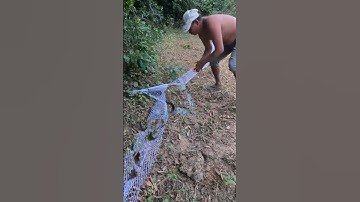 Catch a snake trapped in a net 🐍#shorts