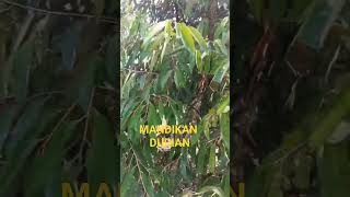 Fungi Dan Insek Untuk Durian
