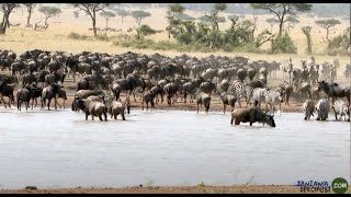 Tanzania De Grote Trek - Rivieroversteek - Tanzania Specialist Nl