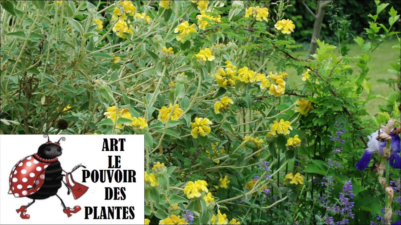 Conseils jardinage :Phlomis fruticosa: Taille et entretien: Plante vivace
