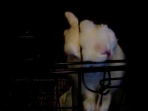 Felix the bunny, chews on his cage