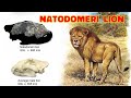 Natodomeri Lion || The Great Lion Of Africa