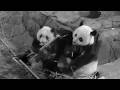 Throwback: Panda Mom & Cub Enjoying Midnight Bamboo Feast 260528