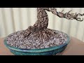 Desert Ash Fraxinus Angustifolia Bonsai in Bunzan pot.