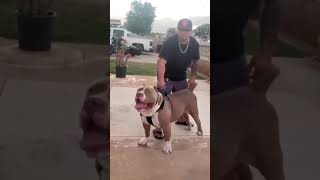 Dangerous dog in the world 😈 | American bully #shorts