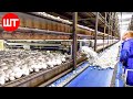 How mushrooms are grown  processed  modern mushrooms farming technology  food factory