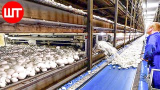 How Mushrooms are Grown & Processed | Modern Mushrooms Farming Technology | Food Factory