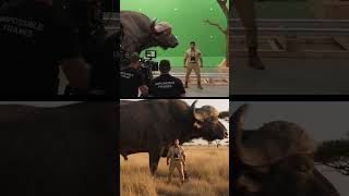 The Bison Was Almost Bigger Than the Set 🦬😳