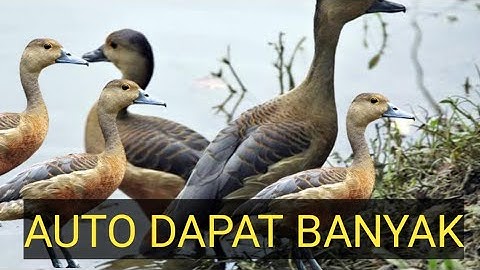suara belibis pikat//cocok buat sanggong terbaru 2023