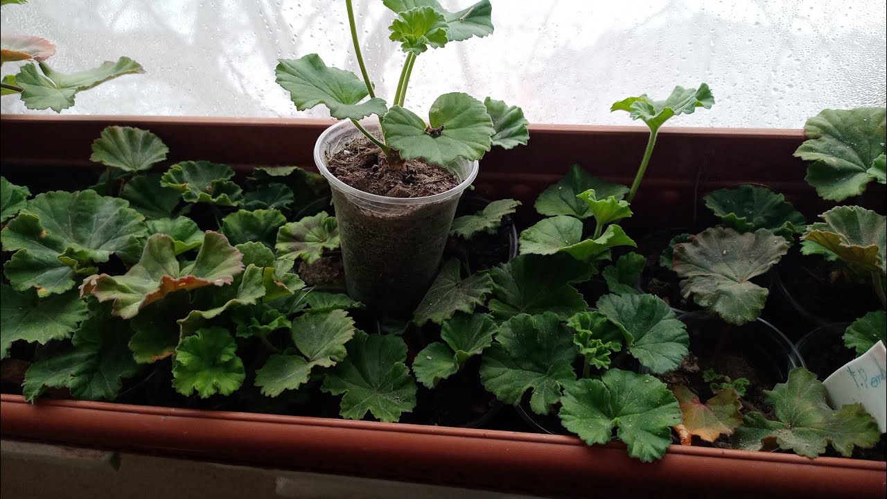 🌹😍 SARDUNYA FİDELERİ 😍🌹