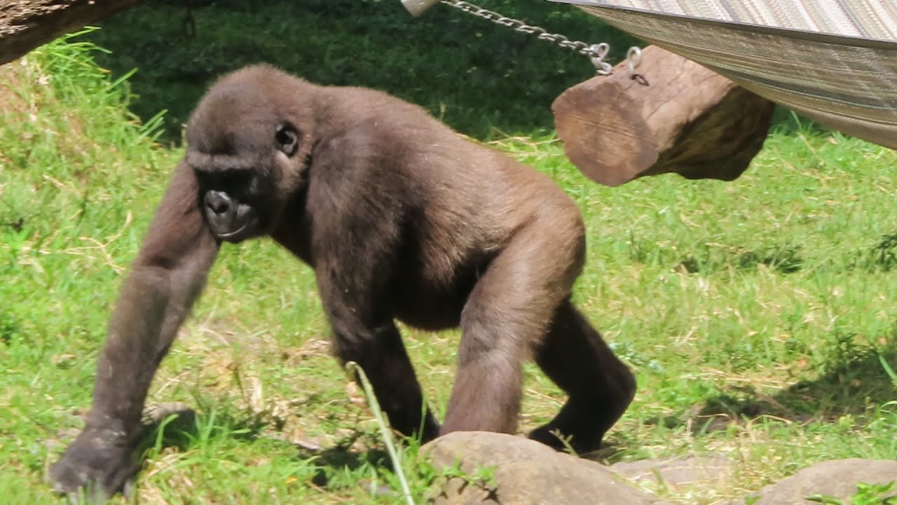 Gorillas at Busch Gardens Tampa (10/22/21) YouTube