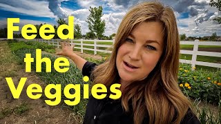 How to Fertilize Vegetable Plants! 🥕🫑🍅// Garden Answer