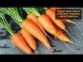 Характеристики и описание моркови сорта Каротель
